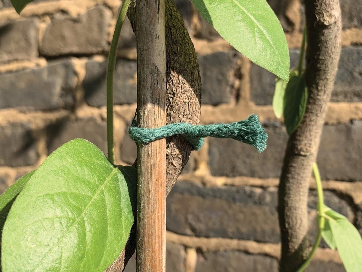 Lien torsadé jute vert 5m