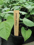 Étiquettes pour plantes en bois de 13 cm