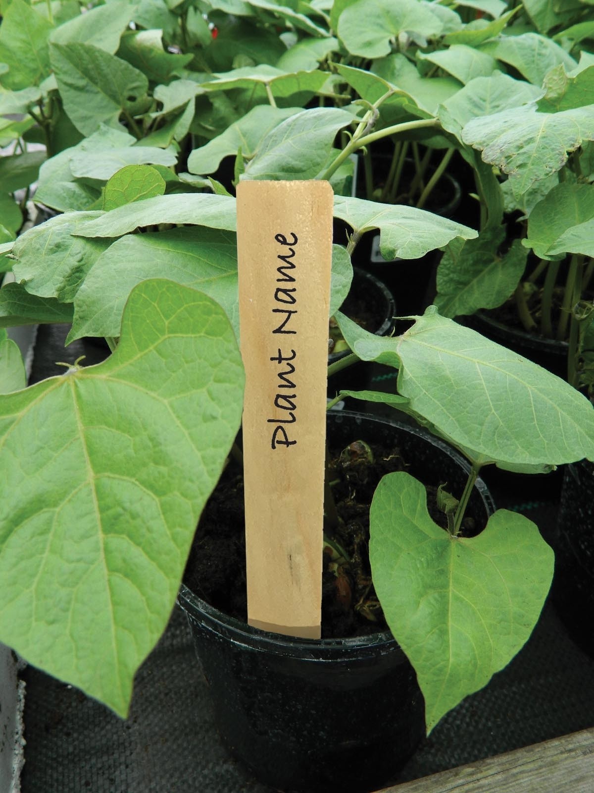 Étiquettes pour plantes en bois de 15 cm