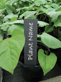Étiquettes en ardoise pour plantes 13 cm Lot de 5