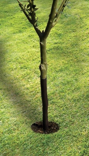 Protège-arbre en spirale 61cm