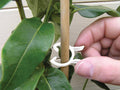 Pinces à plantes 2 tailles lot de 25