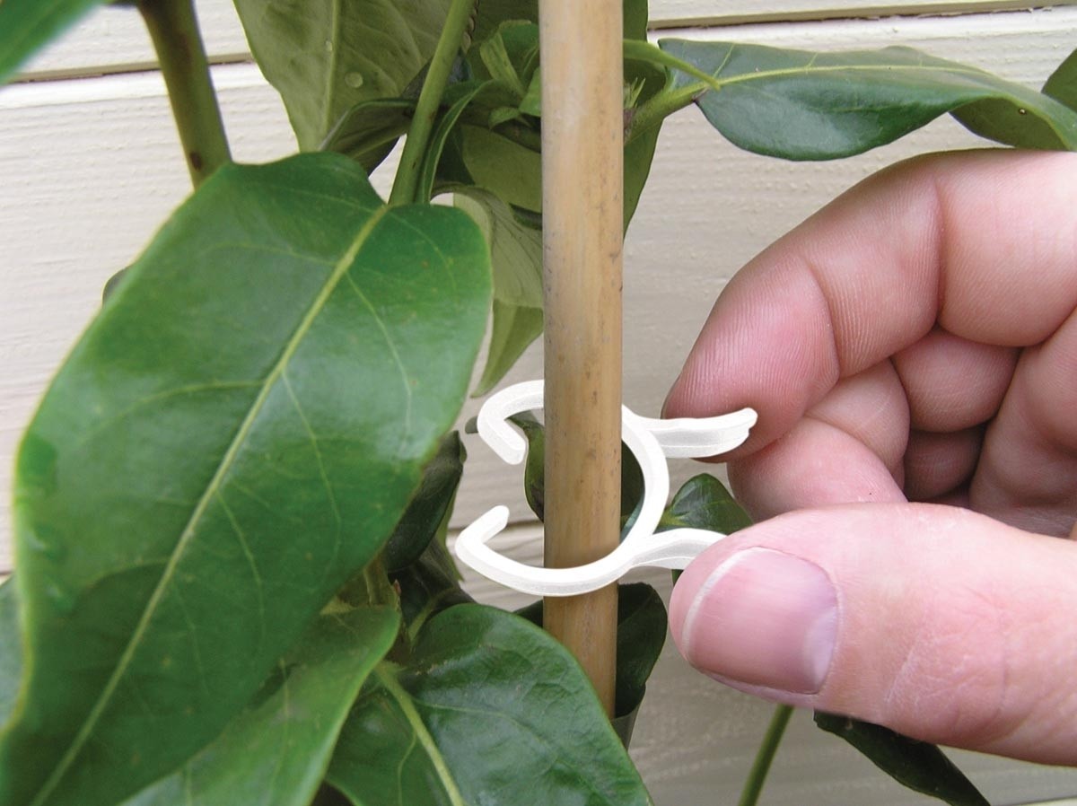 Pinces à plantes 2 tailles lot de 25