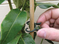 Pinces à plantes 2 tailles lot de 50