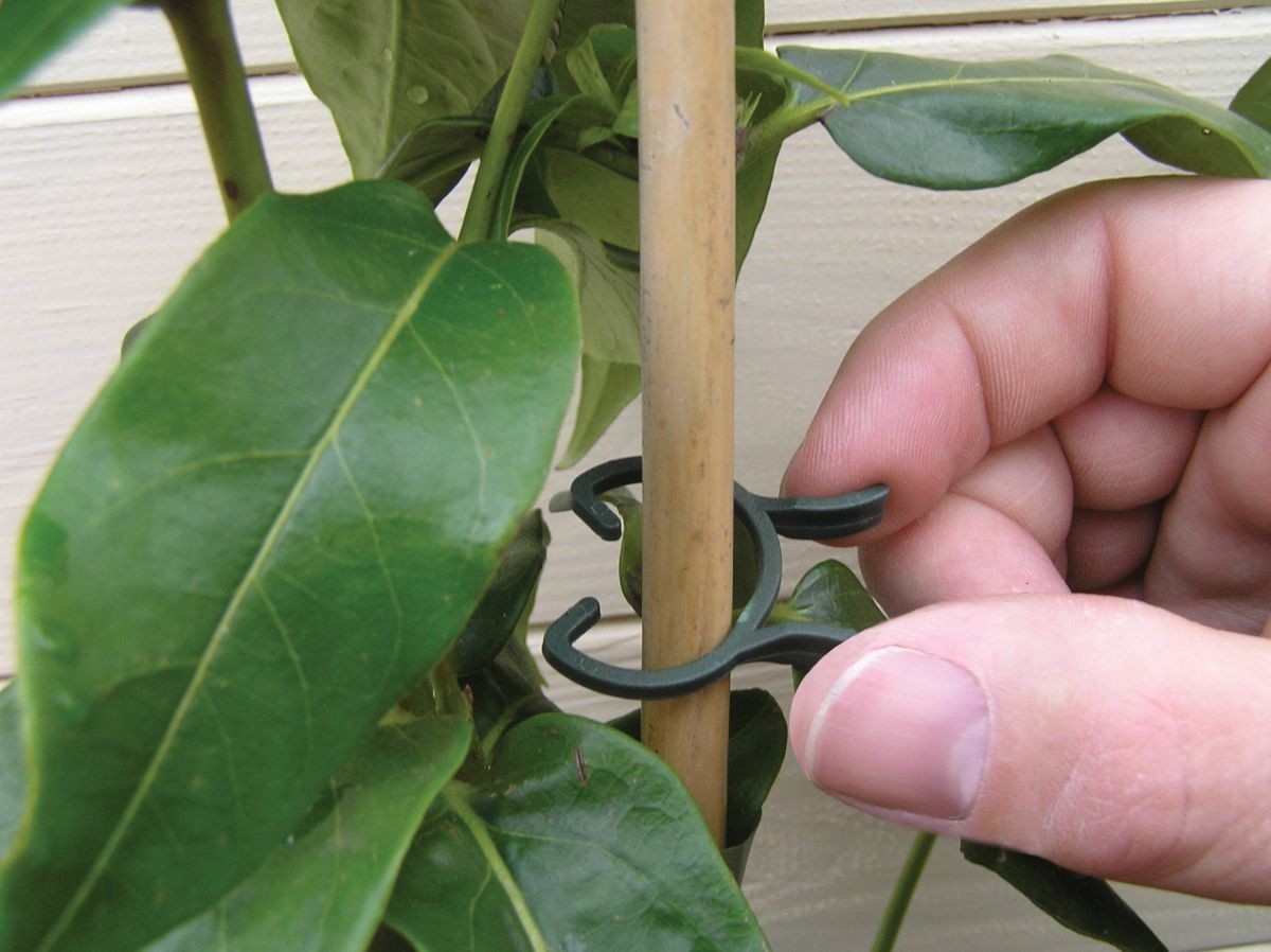 Pinces à plantes 2 tailles lot de 50