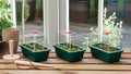 Lot de 3 mini serres propagateur High Dome
