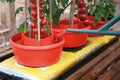 Halos de plantes (lot de 3) rouge